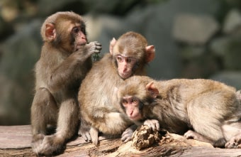 高崎山自然動物園